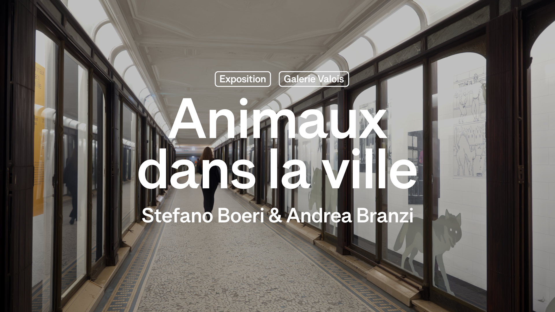 Vidéo Animaux dans la ville   2025