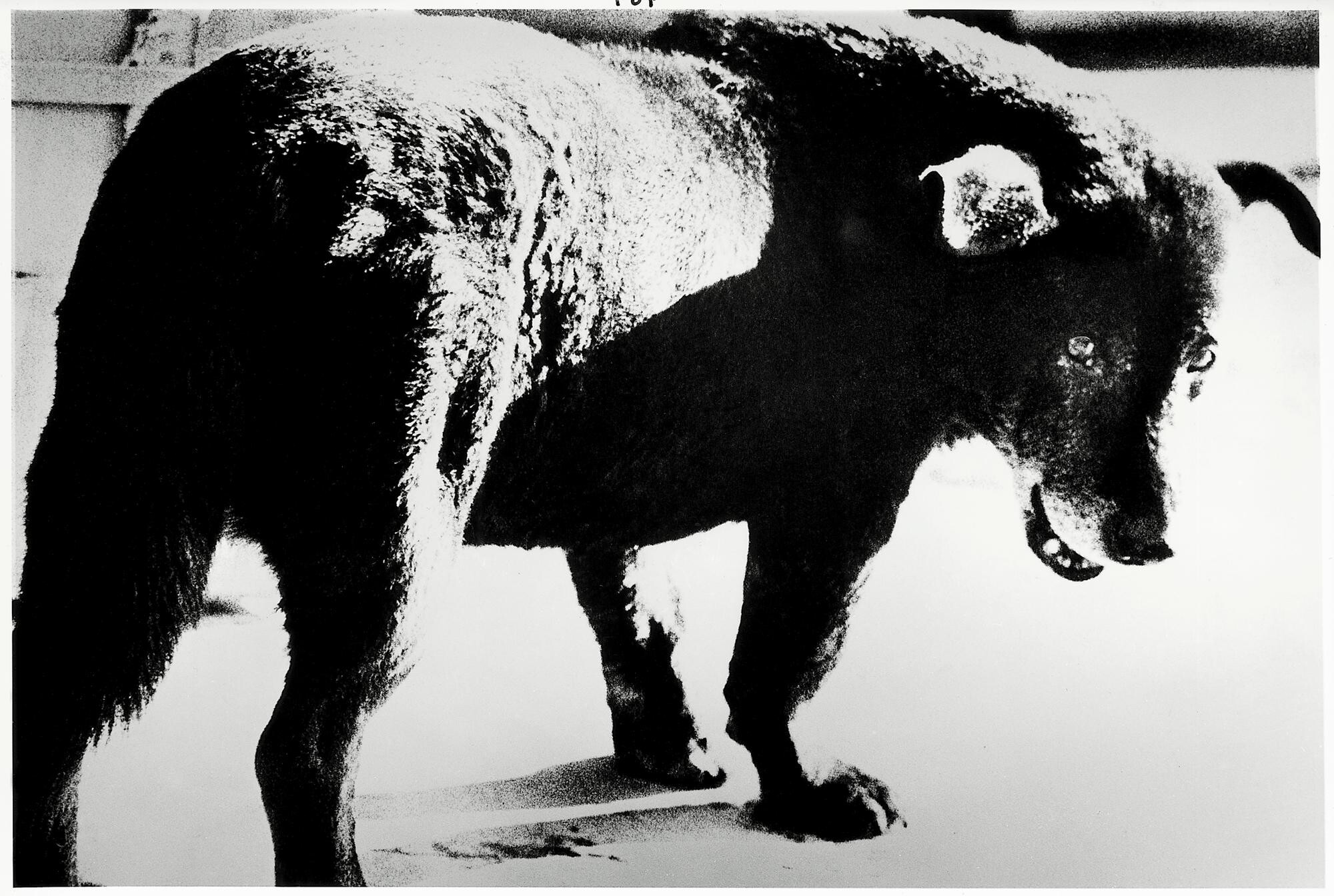 Daido Moriyama   2003