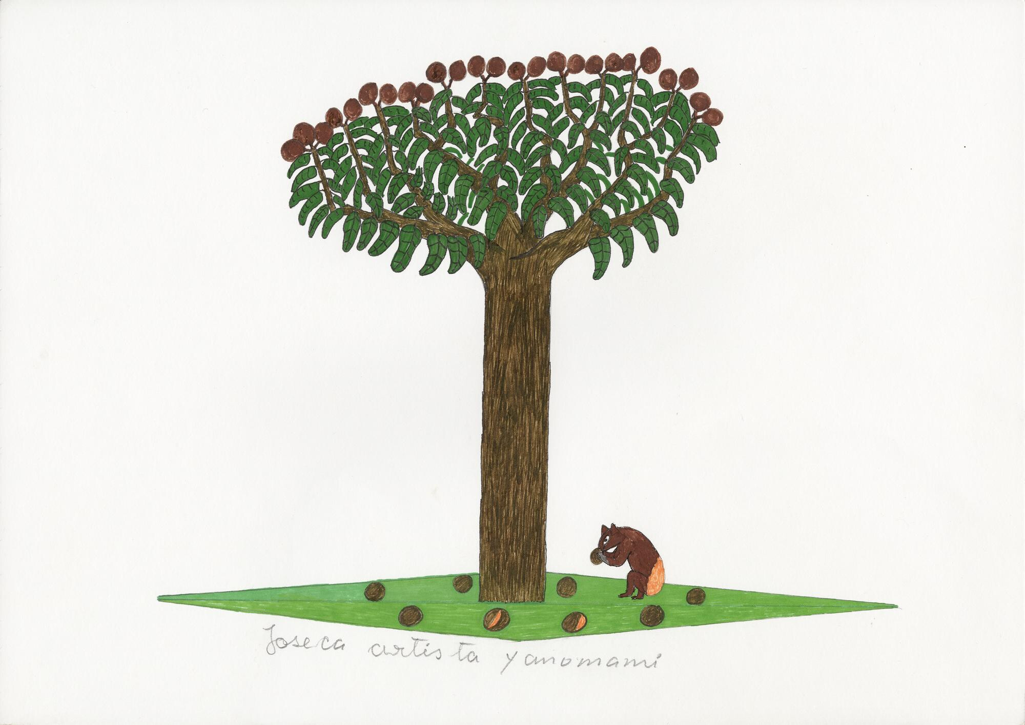 Joseca Yanomami, Hawari hi, 2004 2019